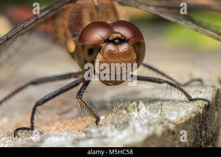 Close up di comune Darter dragonfly maschio (Sympetrum striolatum) appollaiato sul ceppo di albero. Tipperary, Irlanda Foto Stock