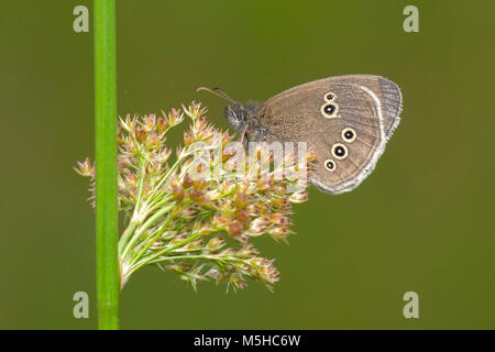 Ringlet Butterfly (Aphantopus hyperantus) con ante chiuse appollaiato sul gambo di pianta. Tipperary, Irlanda Foto Stock