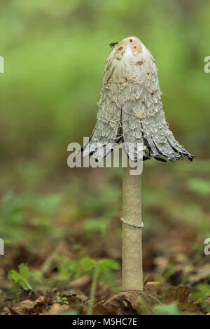 Shaggy Inkcap fungo (Coprinus comatus) con volare appollaiato sulla cima. Tipperary, Irlanda Foto Stock