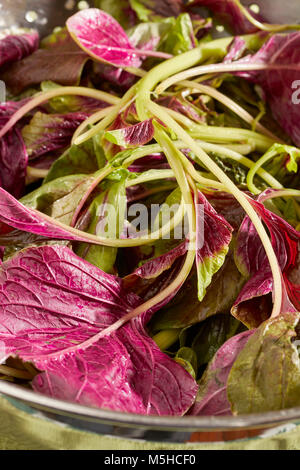 Amaranto Rosso, un tipo di spinaci popolare in asiatica Foto Stock