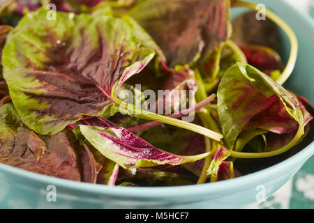 Amaranto Rosso, un tipo di spinaci popolare in asiatica Foto Stock