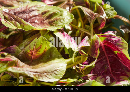 Amaranto Rosso, un tipo di spinaci popolare in asiatica Foto Stock