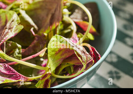 Amaranto Rosso, un tipo di spinaci popolare in asiatica Foto Stock