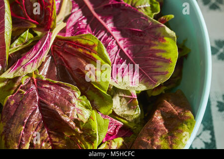 Amaranto Rosso, un tipo di spinaci popolare in asiatica Foto Stock