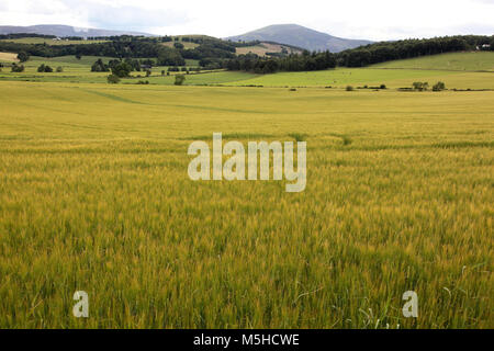 La coltivazione su terreni fertili in Aberdeenshire Foto Stock