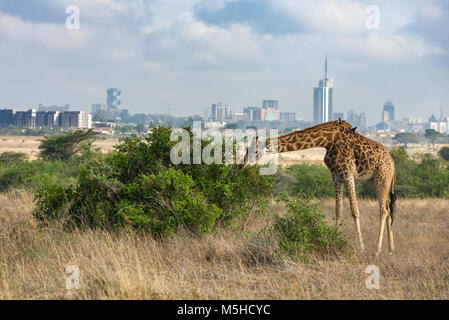 Un singolo Masai giraffe (Giraffa camelopardalis tippelskirchi) alimentazione su una boccola grande con il Nairobi skyline della città sullo sfondo, Nairobi, Kenia Foto Stock