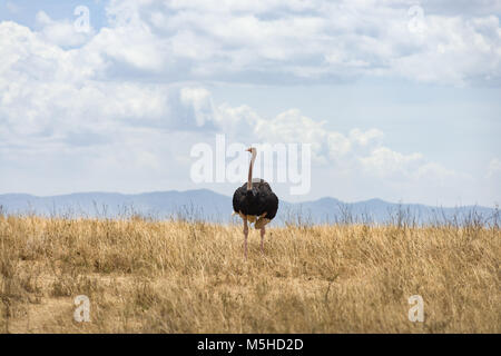 Un maschio Masai (struzzo Struthio camelus massaicus), noto anche come la rosa a collo di struzzo o East African ostrich in piedi in alto di erba secca, Nairobi N Foto Stock