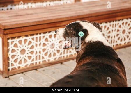 Grandi e di colore marrone e bianco con dog tag chip di impianto sul suo orecchio. Foto Stock