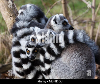 Primo piano di truppa, cospirazione, congresso di adorabili lemuri con coda ad anello (Lemur catta) accoccolati insieme. Animali in cattività, West Midland Safari Park, Regno Unito. Foto Stock