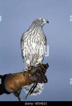 Falcon udienza del cacciatore la mano Foto Stock