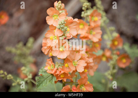 Globemallow fiore nel deserto a sud-ovest, Stati Uniti Foto Stock