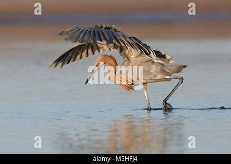 Reddish Garzetta (Egretta rufescens) 'dancing' mentre gli stocchi un pesce - Pinellas County, Florida Foto Stock