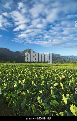 Bel mattino nuvole passare oltre il taro allagato i campi nella valle di Hanalei alle Hawaii dell Isola di Kauai. Foto Stock