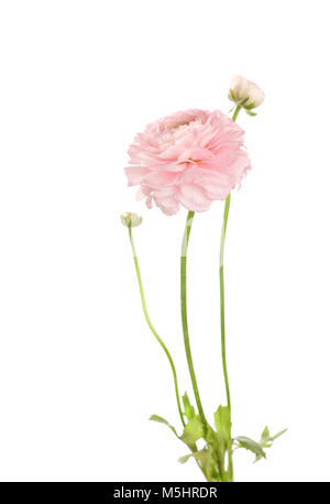 La luce rosa Ranunculus isolato su bianco. Foto Stock