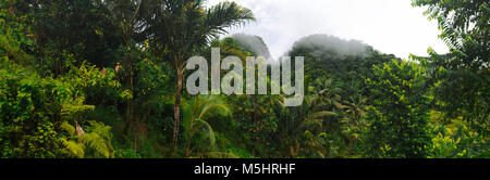 Nebbia nella giungla polinesiana in Fagaloa Bay, Upolu, Samoa Foto Stock