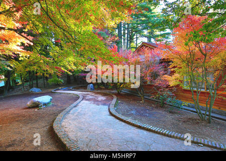 Bellissimo paesaggio autunnale con percorso di avvolgimento e aceri colorate all'alba Foto Stock