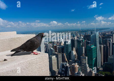 Pigeon seduti sul 86º piano dell'Empire State Building, New York, Stati Uniti d'America Foto Stock