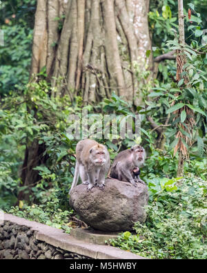 Design Balinese di lunga coda Macaque famiglia (Macaca fascicularis), Monkey Forest, Ubud, Bali Foto Stock