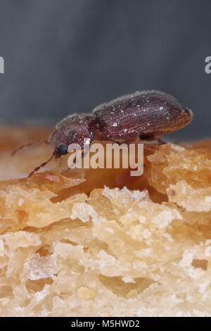 La farmacia beetle (Stegobium paniceum), noto anche come il coleottero di pane o biscotto beetle dalla famiglia Anobiidae. Sul pane. Foto Stock