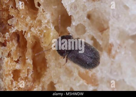 La farmacia beetle (Stegobium paniceum), noto anche come il coleottero di pane o biscotto beetle dalla famiglia Anobiidae. Sul pane. Foto Stock