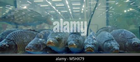 Grosse carpe in acquario sul mercato del pesce Foto Stock