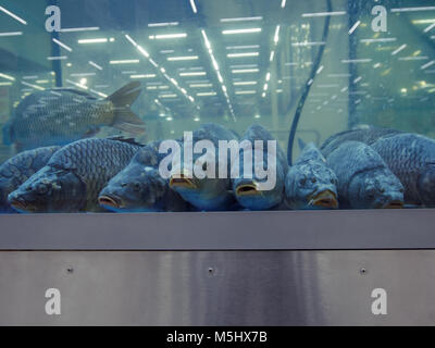 Grosse carpe in acquario sul mercato del pesce Foto Stock