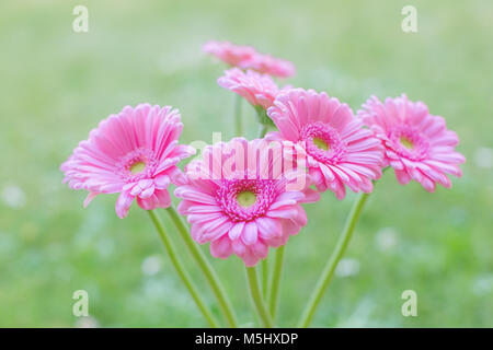 Dolce pink gerbera Daisy fiori su a sfocare lo sfondo di colore verde. Messa a fuoco selettiva Foto Stock