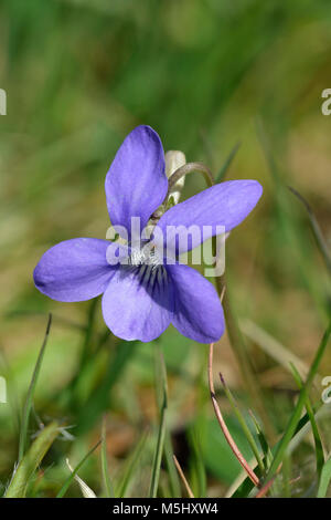 Cane comune-viola - viola riviniana Close-up di fiore Foto Stock