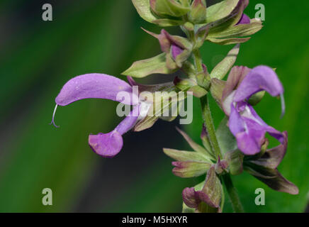 Isola Canarie Salvia - Salvia canariensis endemica erba Foto Stock