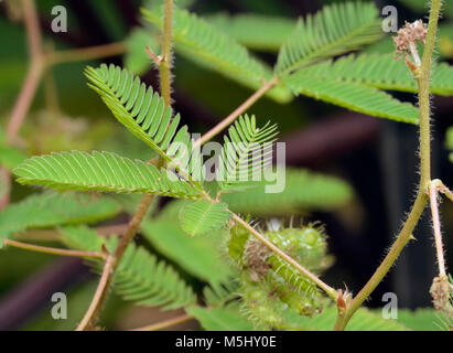 Impianto sensibili - Mimosa pudica sensibile al tocco nativo di foglie di America centrale ampiamente coltivati Foto Stock