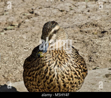 Femmina Mallard Duck Foto Stock