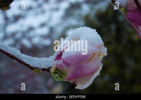 Ritorno di inverno a molla. Snowy magnolia fiorisce. Foto Stock