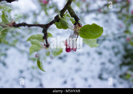 Ritorno di inverno a molla. Snowy apple blossoms. Foto Stock