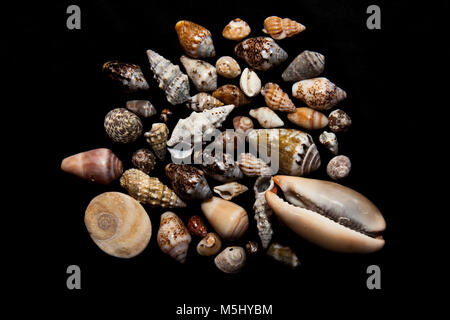 Collezione di conchiglie su sfondo nero Foto Stock