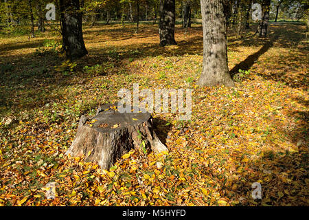 Vecchio ceppo nella foresta di autunno. Caduto foglie gialle sulla terra. Foto Stock