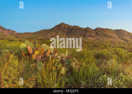 Cactus vista dalla montagna nel sud-ovest del deserto Foto Stock