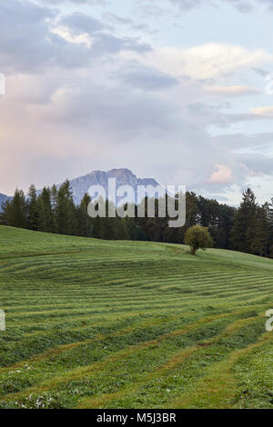 Austria, Tirolo, altopiano di Mieming, prato falciato dopo il tramonto Foto Stock