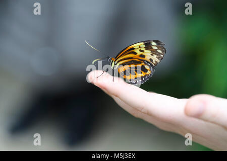 Farfalla monarca, Danaus plexippus, seduta a portata di mano Foto Stock