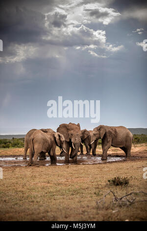 Sud Africa Orientale, Cape, Addo Elephant National Park, elefanti africani, Loxodonta africana Foto Stock