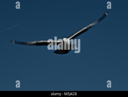 Anello terrestre-fatturati Seagull cercando Baitfish Foto Stock