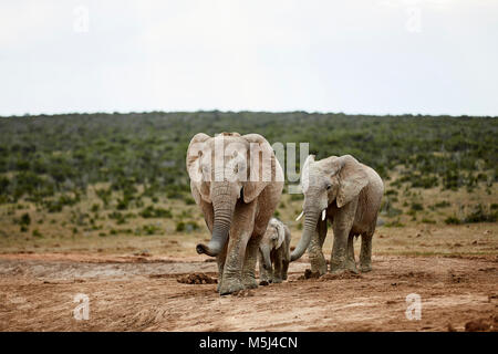 Sud Africa Orientale, Cape, Addo Elephant National Park, elefanti africani, Loxodonta africana Foto Stock