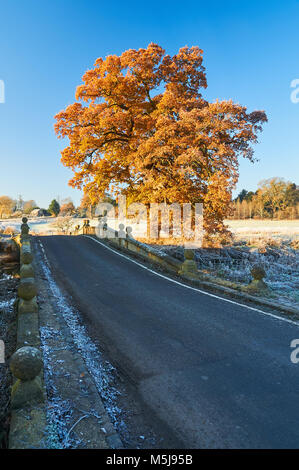 Autunno scena nel sud rurale Warwickshire con coperto di brina paesaggio, vicolo del paese e albero in colore di autunno contro un cielo blu. Foto Stock