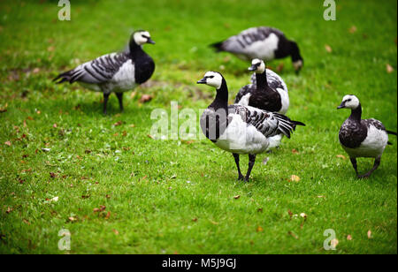 Oche facciabianca nel selvaggio in Finlandia Foto Stock