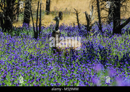 Emu (Dromaius novaehollandiae) pascolare in un campo di fiori viola noto come Patterson della maledizione (Echium plantagineum), Flinders Ranges, Sud Australia Foto Stock