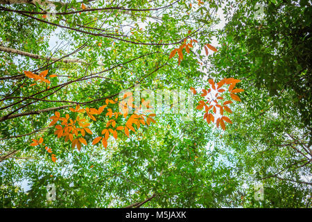 Parte superiore della struttura in gomma e foglia di gomma e gomma plantation tree background a Tay Ninh, Vietnam Foto Stock