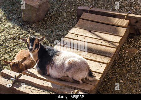 Due capre in appoggio di prima mattina la luce del sole Foto Stock