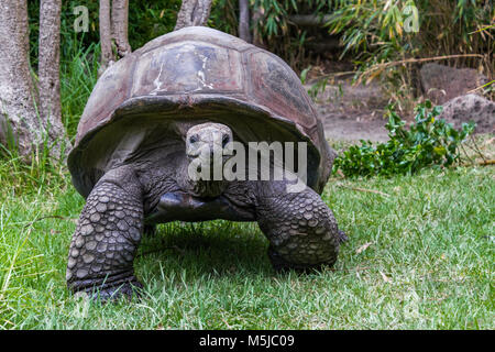 La tartaruga gigante di Aldabra, dalle isole di Aldabra Atoll nelle Seicelle, è uno dei più grandi tartarughe nel mondo. Foto Stock