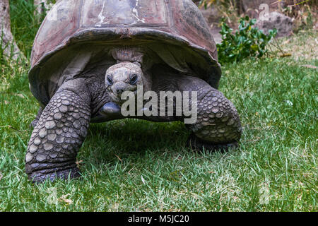 La tartaruga gigante di Aldabra, dalle isole di Aldabra Atoll nelle Seicelle, è uno dei più grandi tartarughe nel mondo. Foto Stock