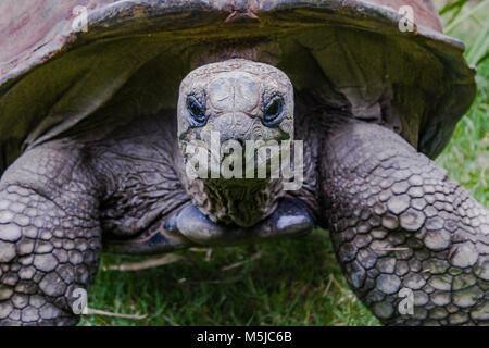 La tartaruga gigante di Aldabra, dalle isole di Aldabra Atoll nelle Seicelle, è uno dei più grandi tartarughe nel mondo. Foto Stock