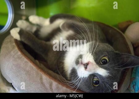 Un gatto attende di essere adottato presso il locale rifugio per gli animali. Foto Stock